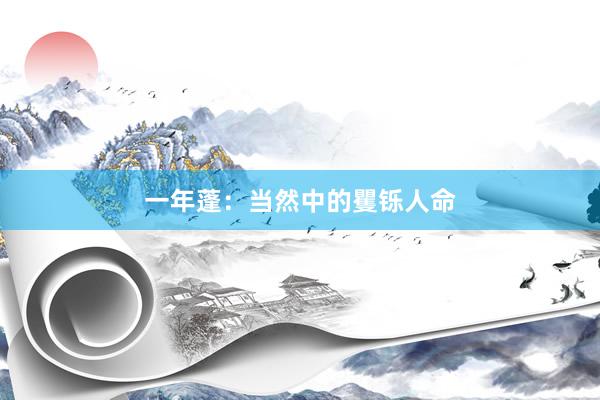 一年蓬：当然中的矍铄人命